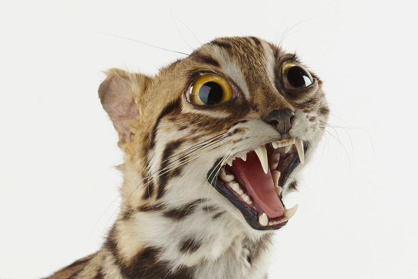 a closeup of a surprised looking cat