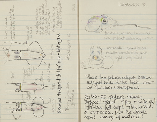 a lined page of a diary from February 1985 showing field notes and several sketches of squid and octopus