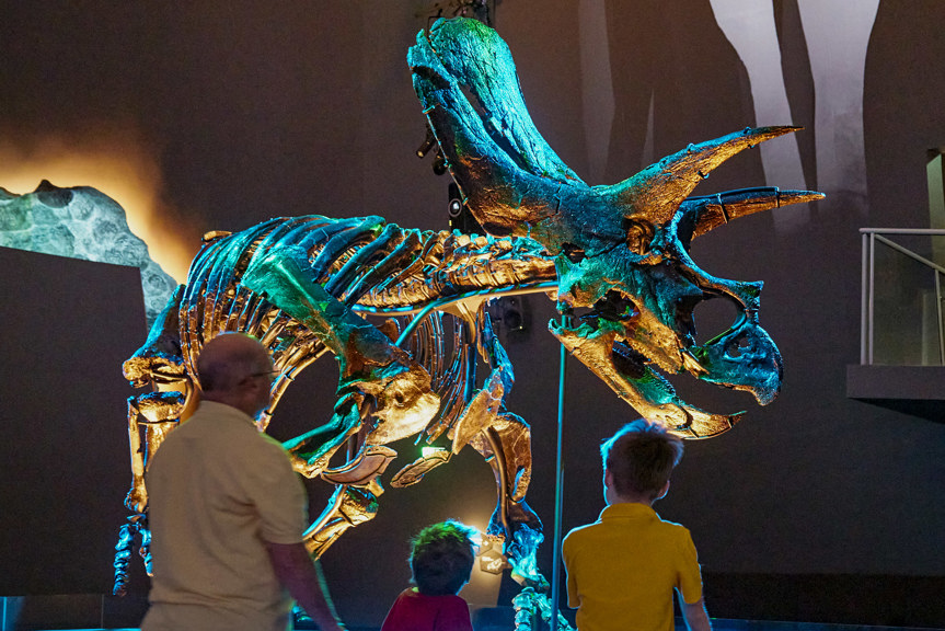 A man and two boys looking up at a skeleton of a three-horned dinosaur fossil illuminated in blue and green light