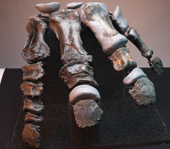 a close up photograph of the foot bones of a large dinosaur. Missing bones have been replaced with a sculpted grey material