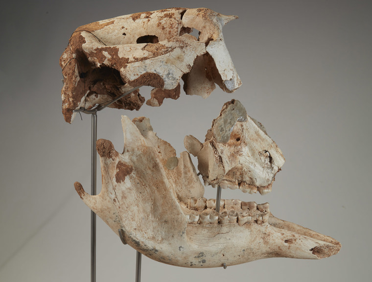 Partial pieces of a large, skull 