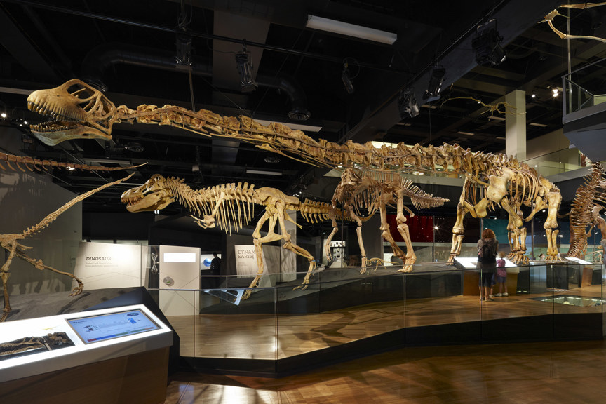 a picture of a large, long-necked skeleton on display with other dinosaur bones
