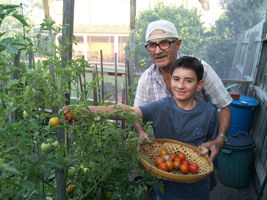 Young man and older man picking tomatoes.