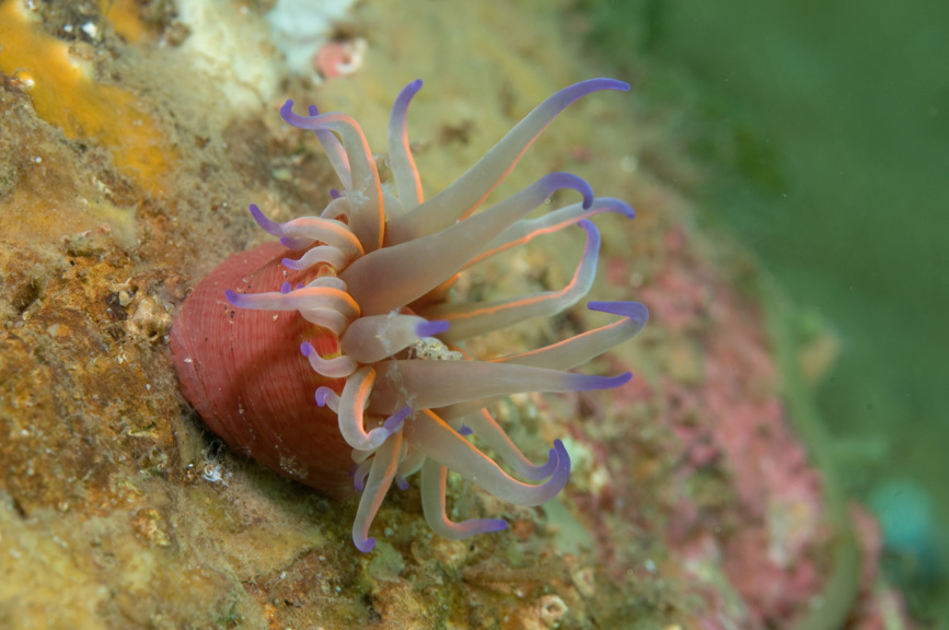 A sea anemone, Phylctenanthus australis, eating a Hinge-back Shrimp, Rhynochocinetes serrates