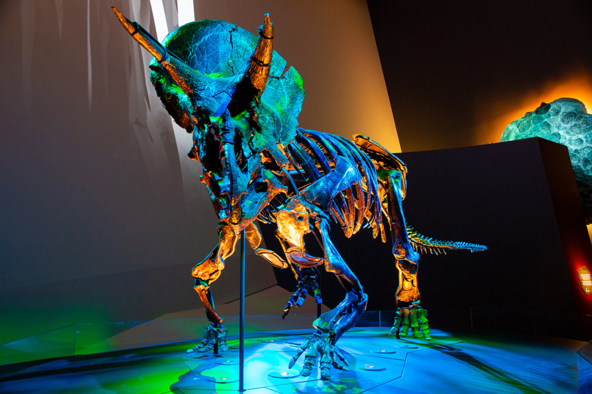 Triceratops skeleton