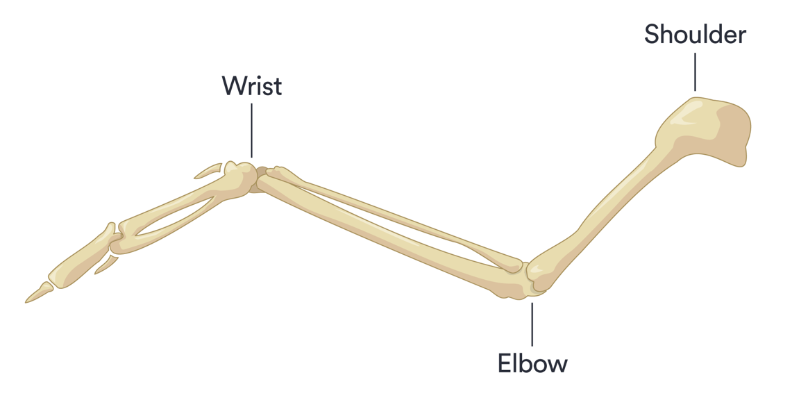 The bones of a bird’s wing. The wrist, Elbow and Shoulder are marked.