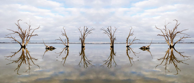 Dead Trees in a large body of water
