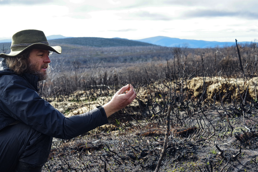 Kevin Rowe with Broad-toothed Rat Scat overlooking burn Scar after 2019-2020 Bushfires: Victorian Alpine National Park  2020. 