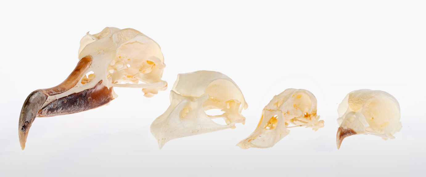 A group of bird skulls