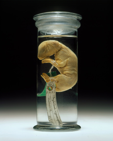 A small pickled creature in a jar with a tag attached to it reading 'Thylacinus cynocephalus'
