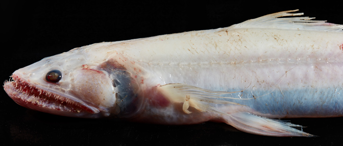 A pale, toothy dead fish, viewed from the side against a black background