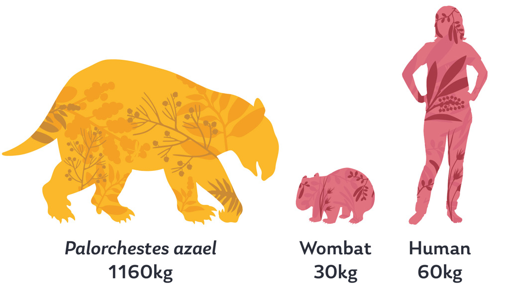Diagram showing a Palorchestes azael weighs 1160kg, in comparison a human woman is shown weighing 60kg and a wombat 30kg.