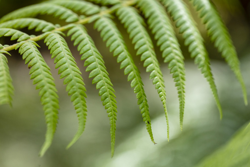 Bracken fern leaf from the Cumberland River Walking Track, Great Otways National Park.