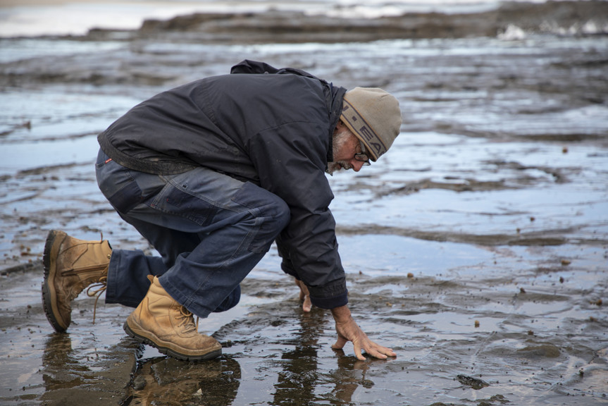 Volunteer bends down and inspects seaside fossil site