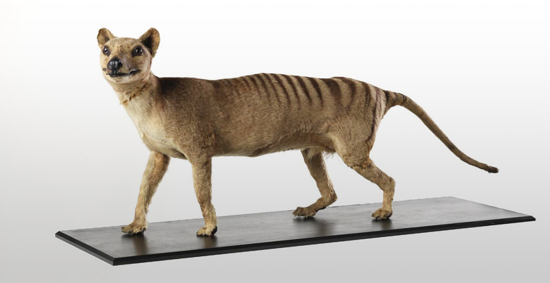 Thylacine