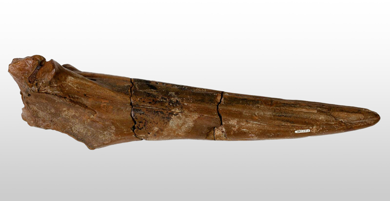 Beaked Whale rostrum