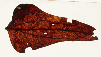 Red brown leaf 