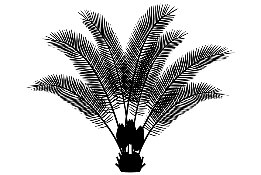 Silhouette of a grass-like plant with a rough trunk with large cones and a fan of tall narrow leaves.   