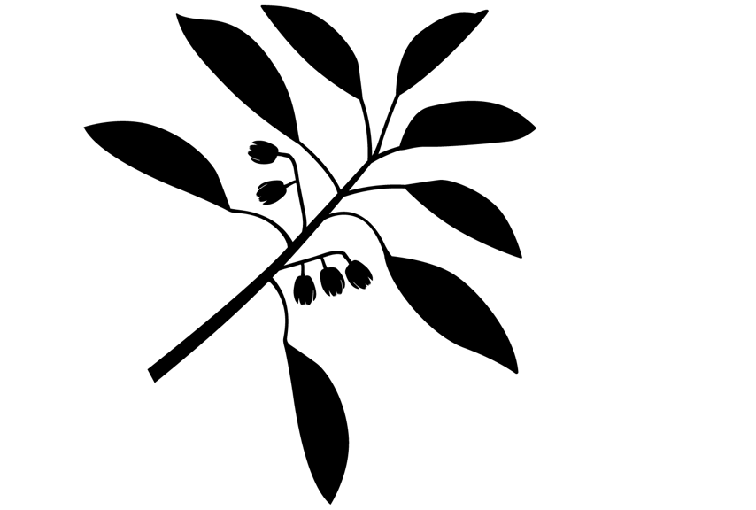 Silhouette of a slender branch with pointed leaves and clusters of small, round fruit.   