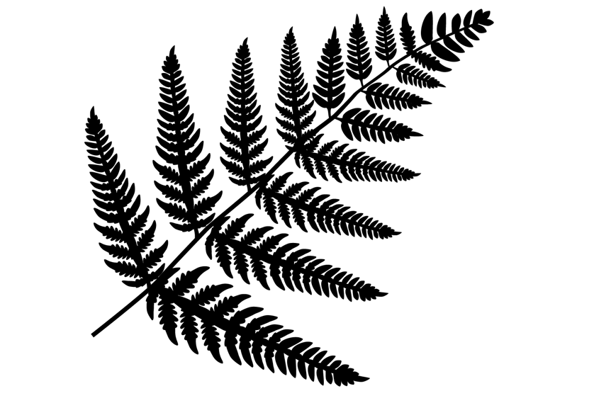 Silhouette of a fern frond with a feather-like arrangement of small leaves, each leaf a frond containing even smaller leaves itself, and so on.