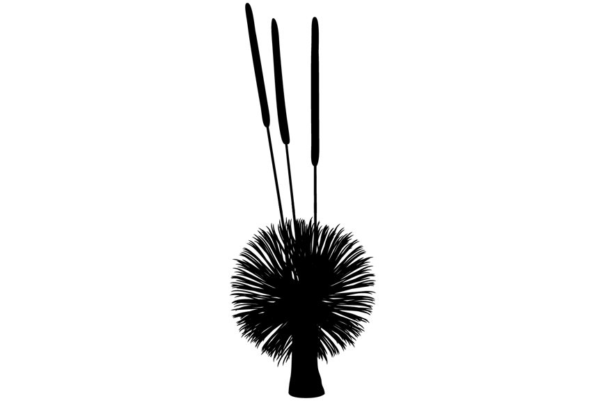 Silhouette of a plant with a thick trunk topped with a tuft of leaves and a tall straight stem resembling a kangaroo tail. 