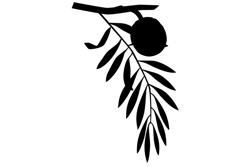 Silhouette of a round pinecone and a frond composed of seventeen small, narrow leaves.