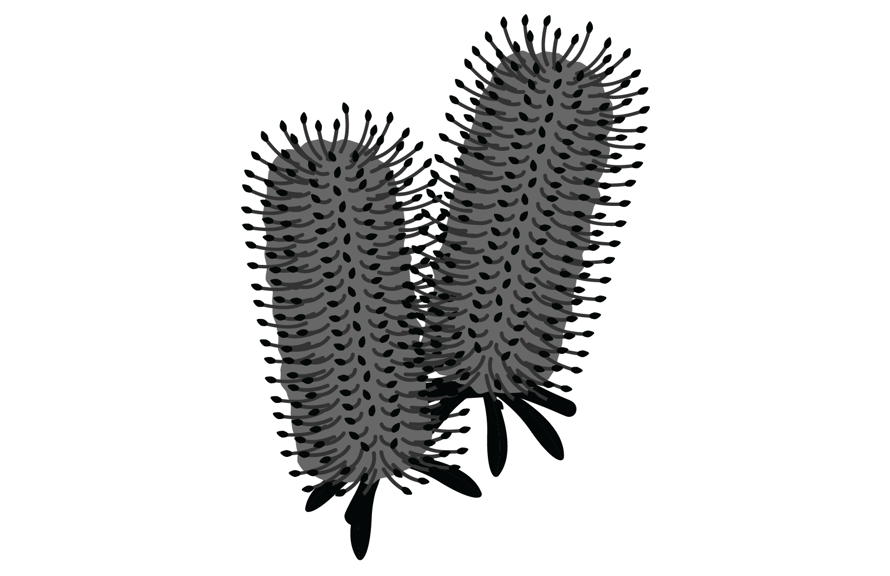 Silhouette of a thick cylindrical flower with long narrow leaves at its base.  