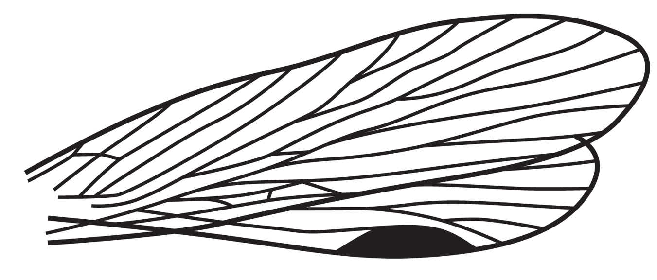 Silhouette of an insect wing, its actual size is 8mm long. 