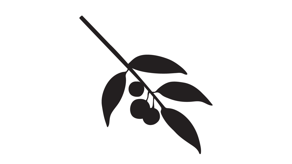 Fossilised leaf with rounded edges and point spike at the end.  