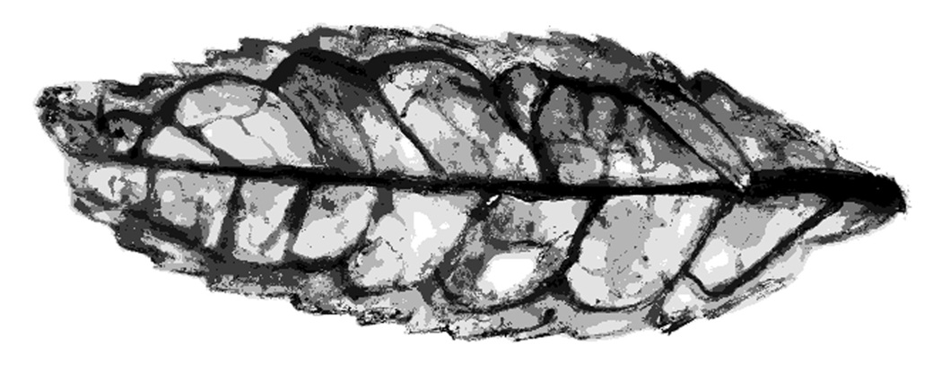 Fossilised leaf with spiky edges