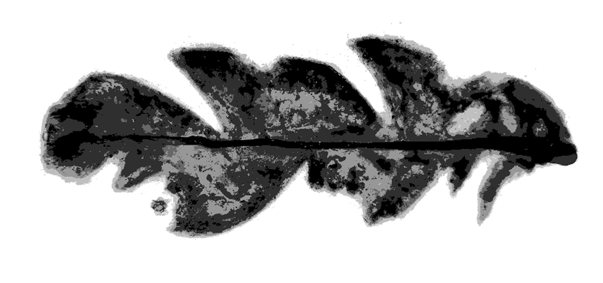 Fossilised leaf with a zig zag shape