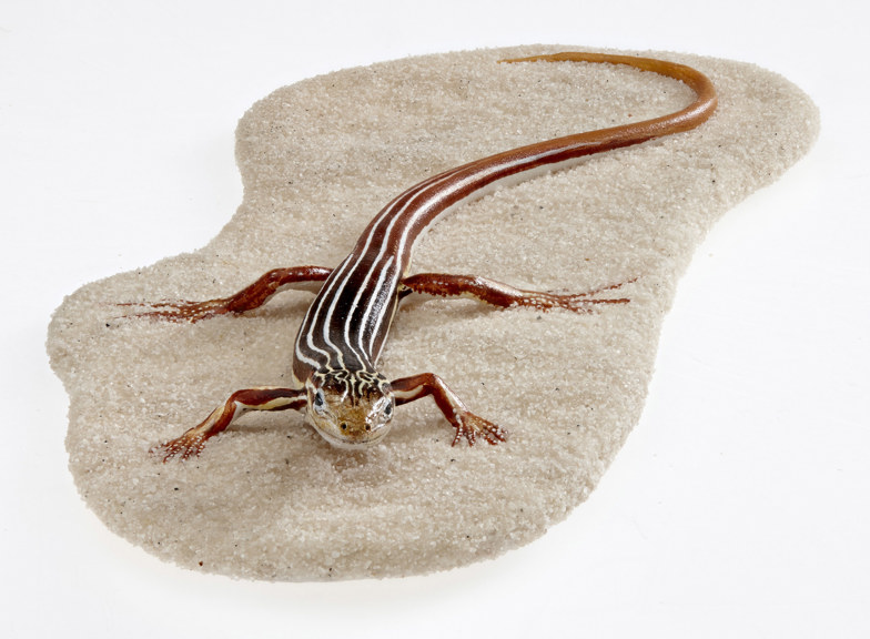 Model of a lizard with a long tail