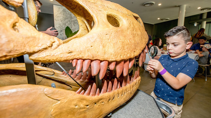 A  young visitor uses a magnifying glass to inspect a dinosaur skull with lots of teeth.