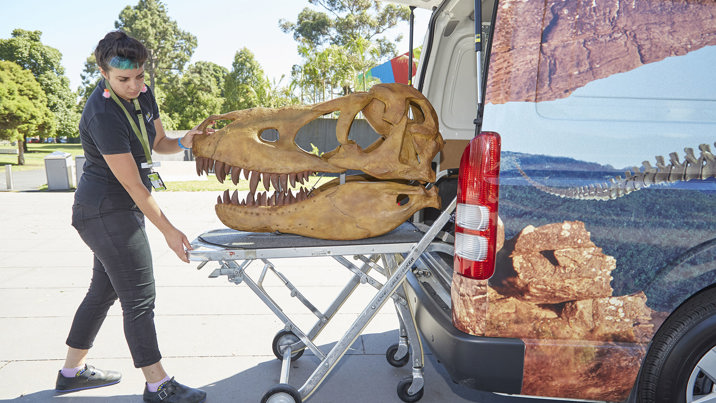A staff member loads a Tarbosaurus skull into the Outreach Van.