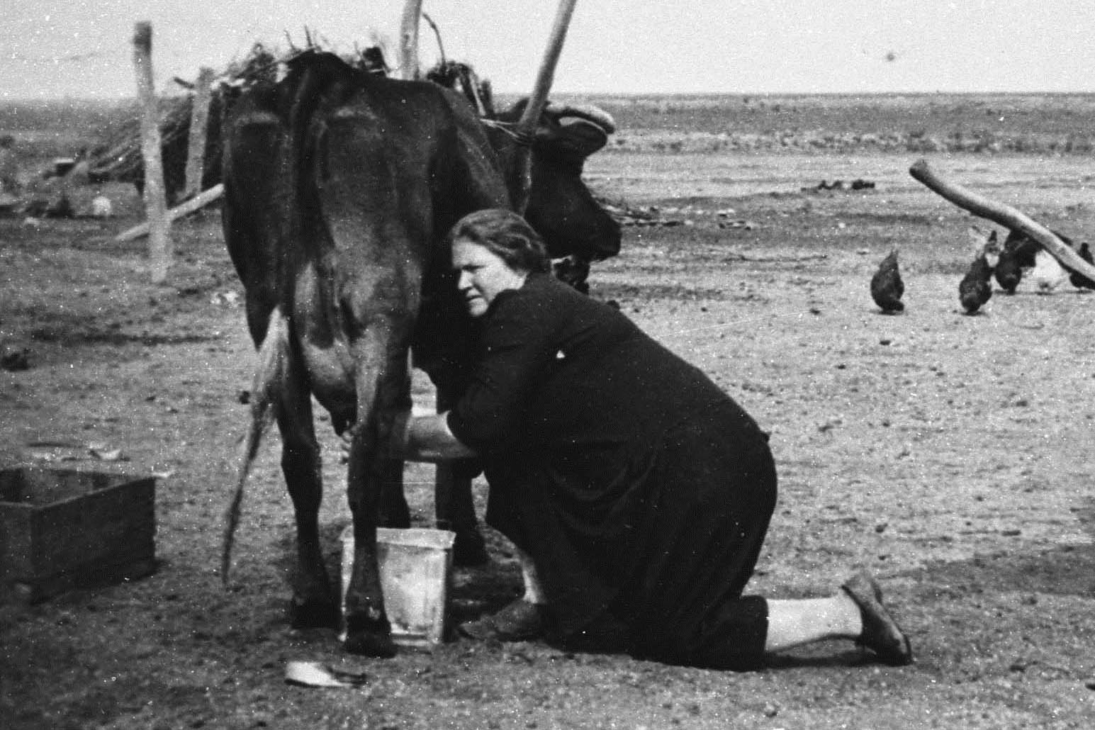 Black and white image of a woman milking a cow
