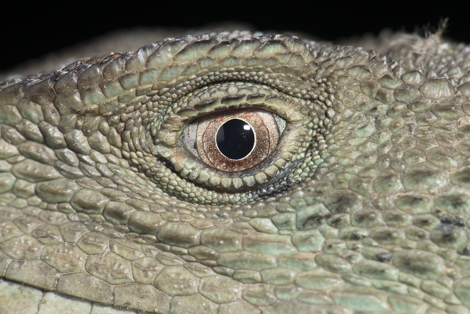 Close up of Gippsland Water Dragon eye.