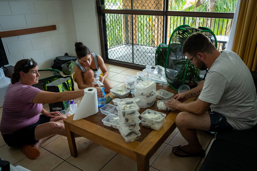 Three people sit around a table packing insects into plastic containers 