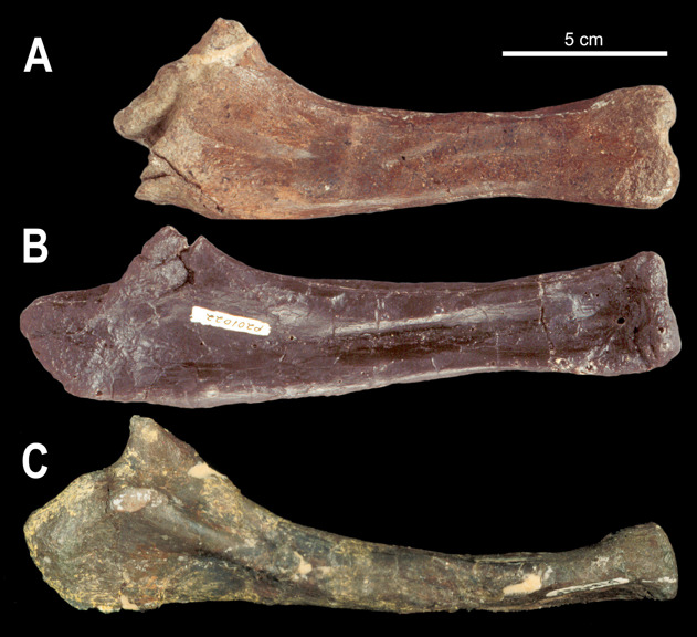 three fossilised bones on a black background