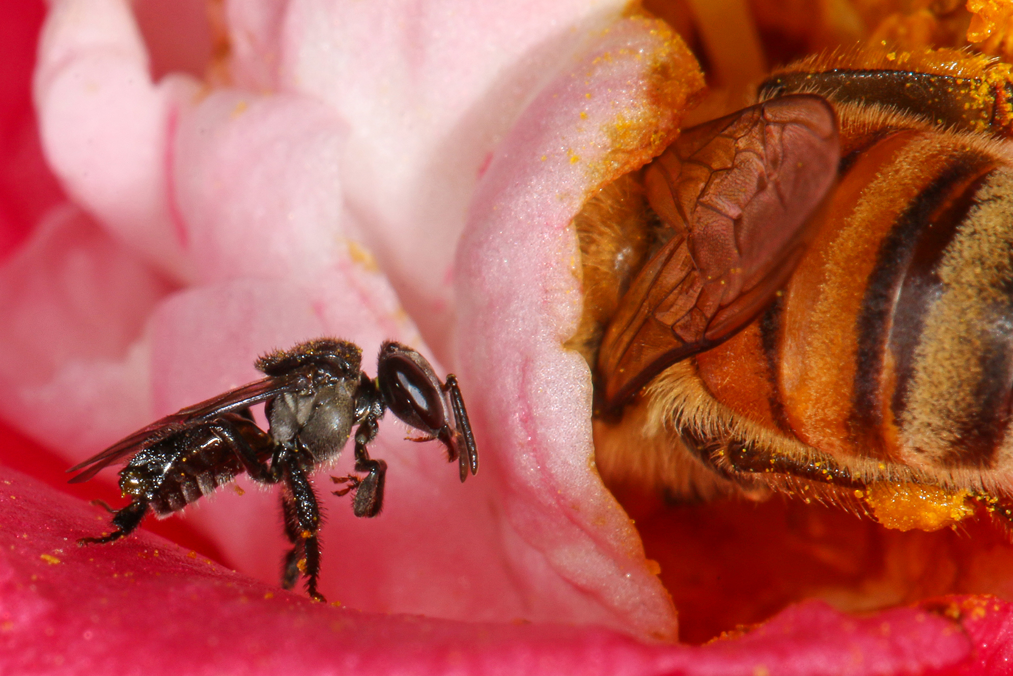 a small bee sitting on. pink flower next to a larger bee 