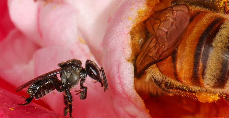 From A to Bee: Australian bees need our help, but which ones?