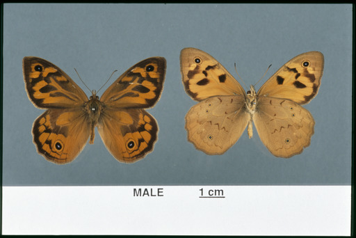Male Common Brown Butterly specimens with measurement