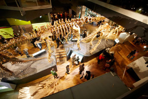 Overhead view of dinosaur skeletons