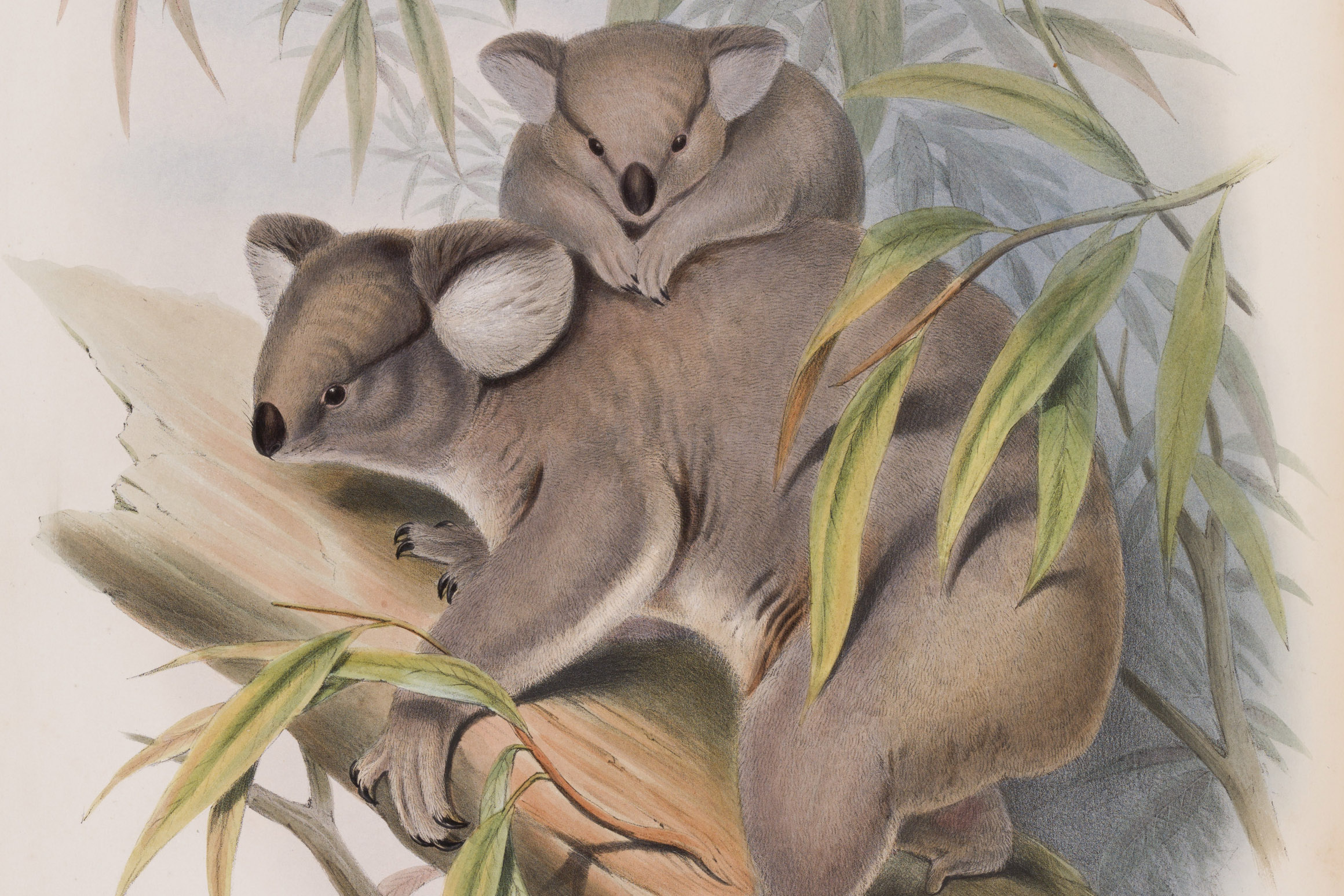 Detail of a colour illustration of a two koalas