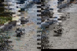 eucalyptus leaves burning in a small bowl