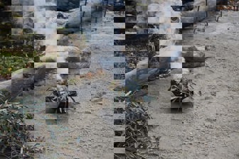 eucalyptus leaves burning in a small bowl