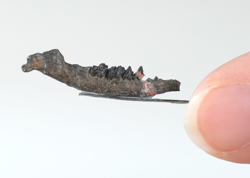 a small brown jawbone, about the size of a fingernail 
