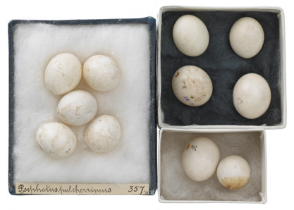 Paradise Parrot eggs (Psephotus pulcherrimus).