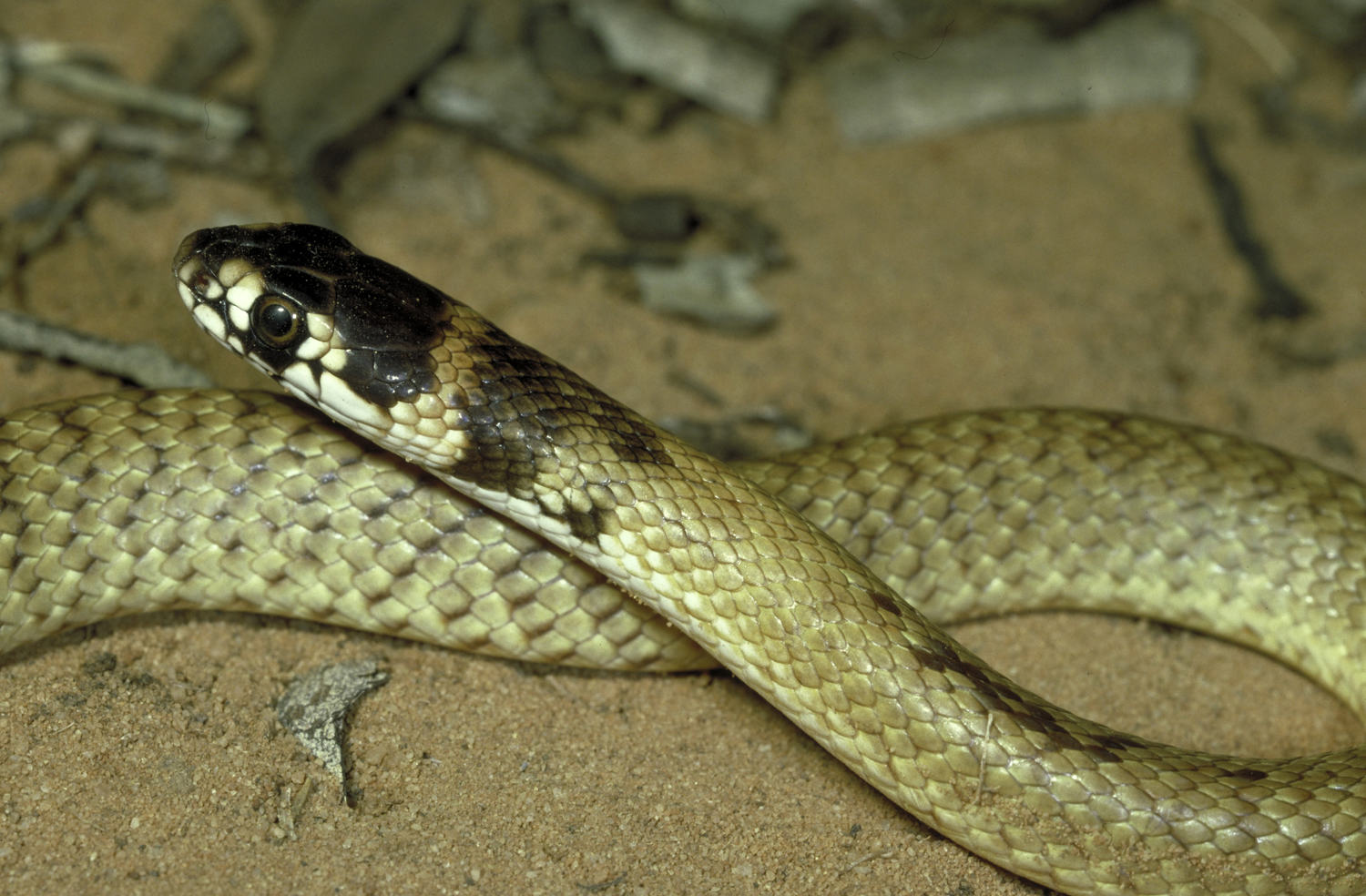 Strap-snouted Brown Snake, Pseudonaja aspidorhyncha.