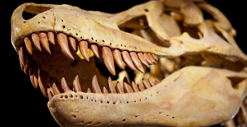 Dinosaur Walk Website