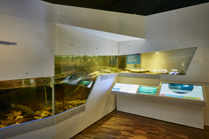 370 million years ago / 'Fishes with legs move onto land' section of 600 Million Years exhibition 